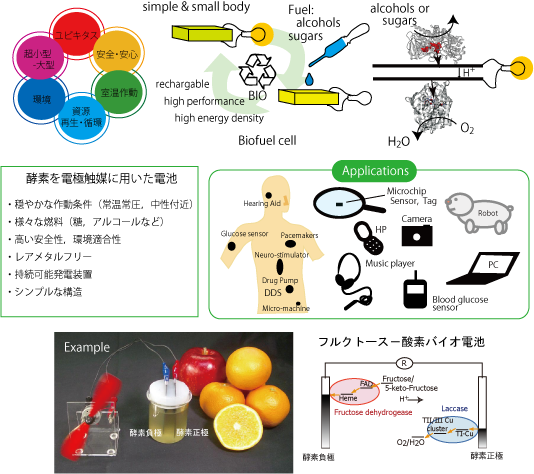 辻村研究室 生物電気化学