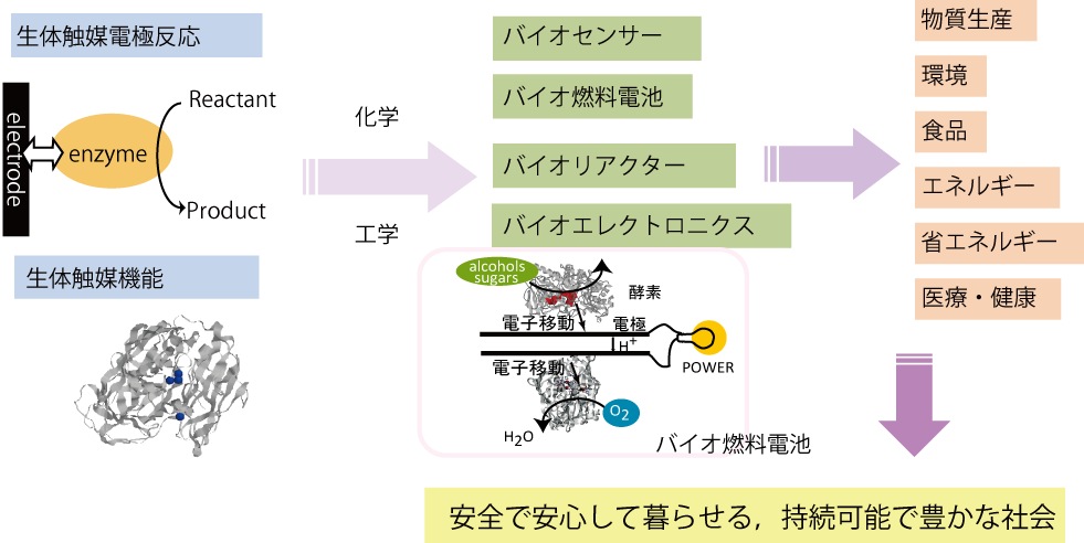 辻村研究室 研究内容