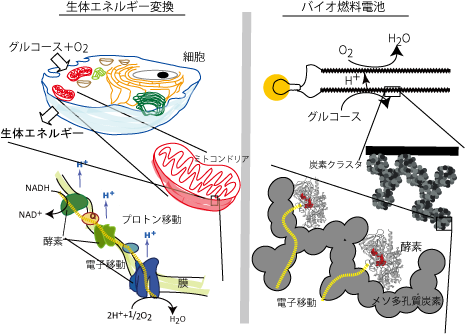 辻村研究室 研究内容